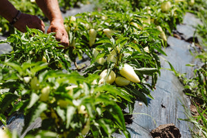 Soarele verii în grădina noastră: Povestea legumelor pentru produsele Landluft
