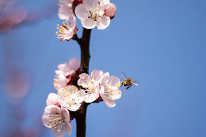 Primăvara la Land.Luft: Livezi înflorite și pregătiri pentru noul sezon