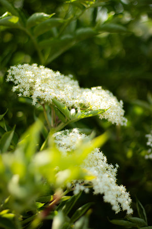 Florile de soc – Frumusețea și aroma verii de la ferma noastră
