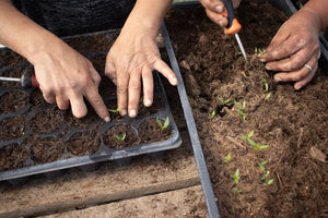 Mici plante verzi în plină dezvoltare sub îngrijirea echipei Land.Luft