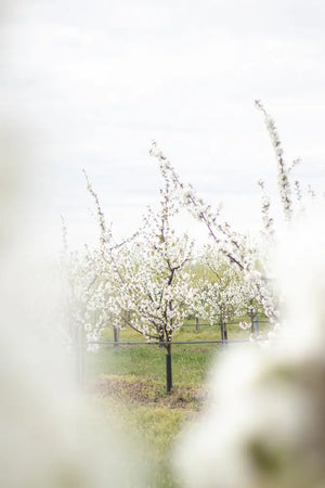 Albine polenizând florile de pomi fructiferi în grădina Land.Luft