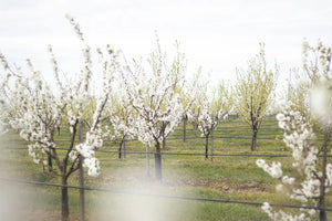 Atmosferă de primăvară în livada Land.Luft cu flori proaspete de sezon