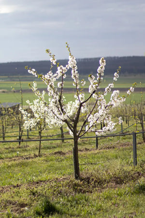 Peisaj de primavara cu pomi înfloriți în grădina ecologică Land.Luft