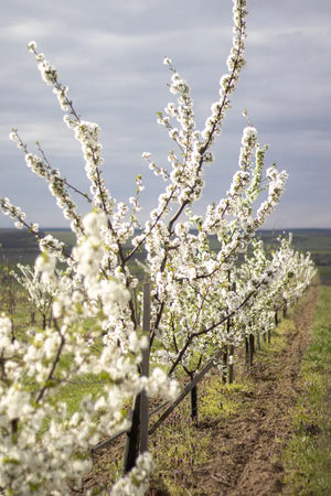 Pomi fructiferi plini de flori albe sub cerul senin de primăvară la Land.Luft