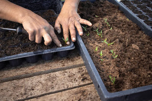 Procesul de plantare a semințelor pentru o recoltă naturală și sănătoasă la ferma Land.Luft