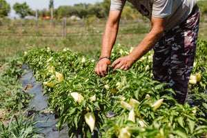 Plante tinere și pământ fertil în ferma ecologică Land.Luft de sărbătoarea muncii